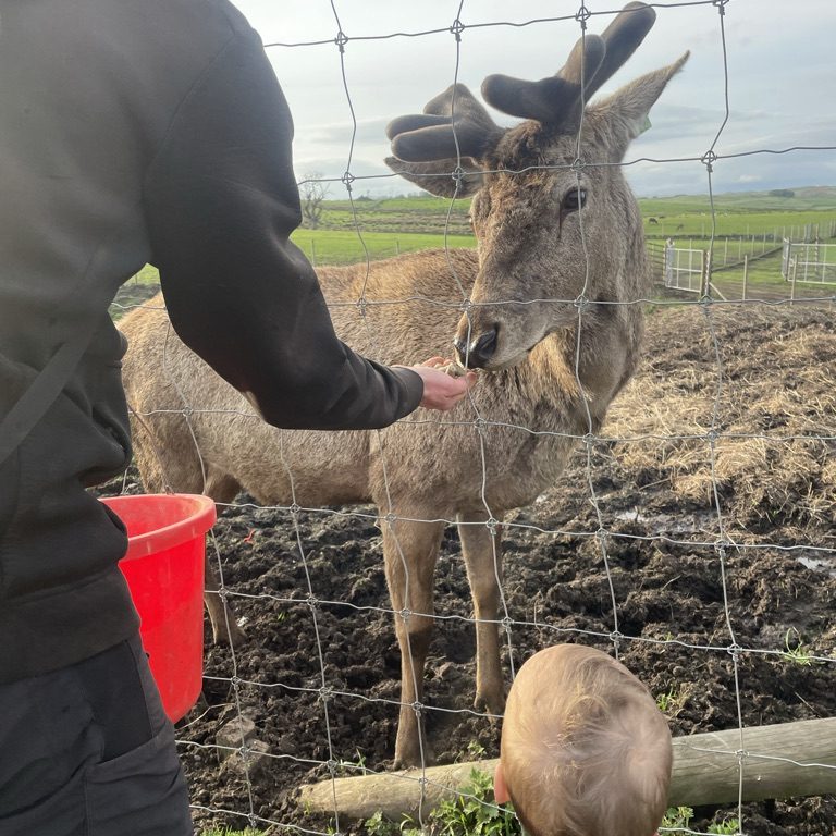 Farmer hand feeding the Stag