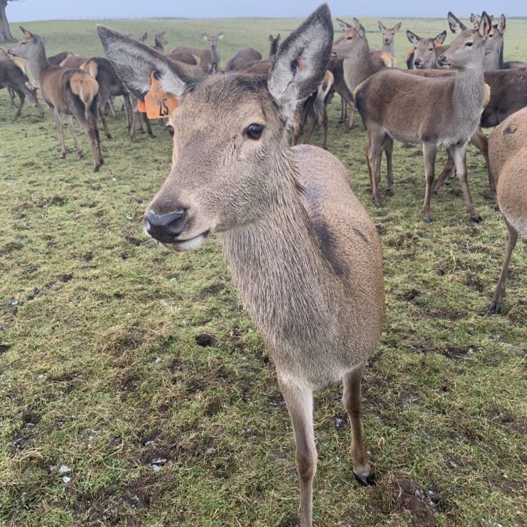 A close picture of a stag. 