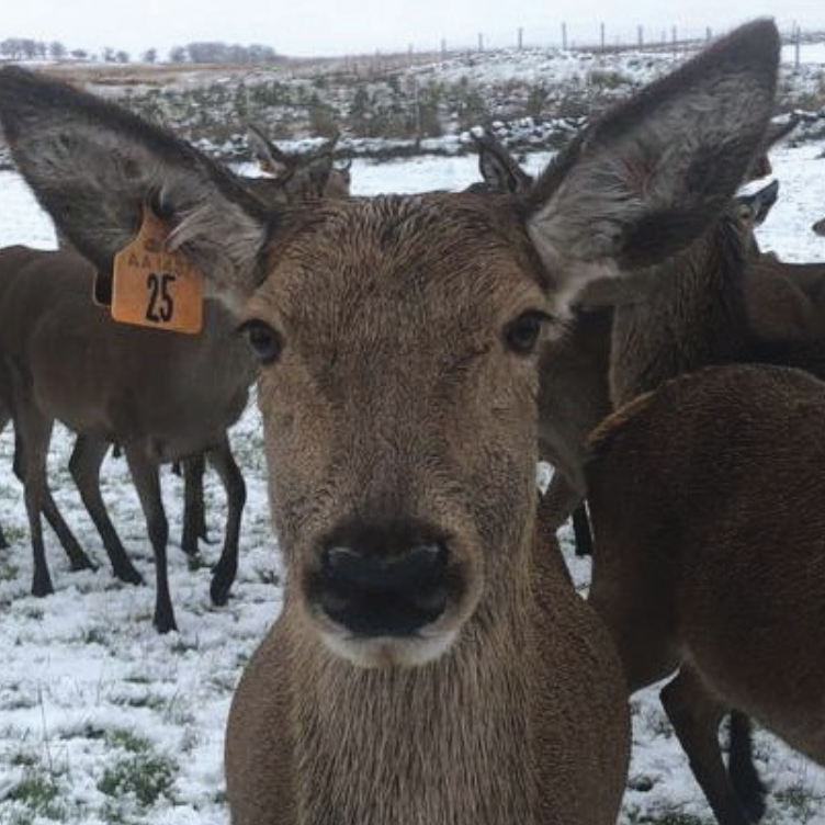 Farmer hand feeding the Stag