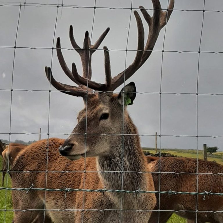 A close picture of a stag. 